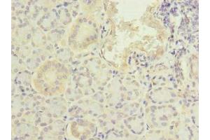 Immunohistochemistry of paraffin-embedded human pancreatic tissue using ABIN7164210 at dilution of 1:100 (PFDN2 抗体  (AA 1-154))