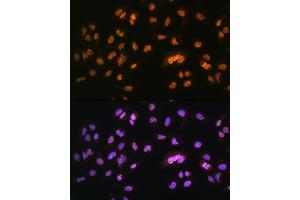 Immunofluorescence (IF) image for anti-Nuclear Receptor Subfamily 2, Group F, Member 2 (NR2F2) (AA 1-100) antibody (ABIN6144820)