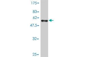 Western Blot detection against Immunogen (62. (AHSA1 抗体  (AA 1-338))