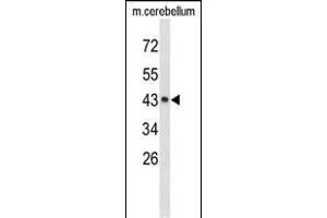 Western blot analysis of EXTL2 Antibody (C-term) (ABIN653181 and ABIN2842737) in mouse cerebellum tissue lysates (35 μg/lane). (EXTL2 抗体  (C-Term))