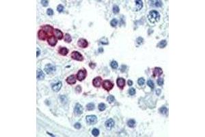 IHC analysis of FFPE human testis tissue stained with Cyclin D1 antibody (Cyclin D1 抗体  (AA 68-97))