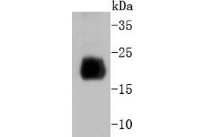 Mouse spleen lysate probed with Histone H4 (2G2) Monoclonal Antibody  at 1:1000 overnight at 4˚C. (Histone H4 抗体)