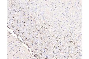 Immunohistochemistry analysis of paraffin-embedded mouse brain using GFAP Polyclonal Antibody at dilution of 1:500. (GFAP 抗体)