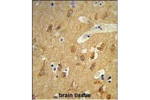 Formalin-fixed and raffin-embedded human brain tissue reacted with TSN12 Antibody (C-term), which was peroxidase-conjugated to the secondary antibody, followed by DAB staining. (TSPAN12 抗体  (C-Term))
