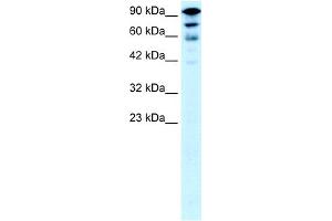 WB Suggested Anti-KIF5A Antibody Titration:  0. (KIF5A 抗体  (Middle Region))