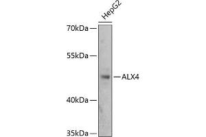 Western blot analysis of extracts of HepG2 cells, using  antibody (ABIN1678645, ABIN1678646, ABIN5664159 and ABIN6219843) at 1:3000 dilution. (ALX4 抗体  (AA 1-220))