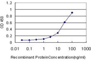 Detection limit for recombinant GST tagged BBOX1 is approximately 1ng/ml as a capture antibody. (BBOX1 抗体  (AA 278-387))