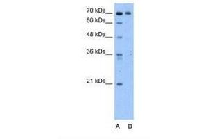 Image no. 1 for anti-Chromosome 9 Open Reading Frame 96 (C9orf96) (AA 581-630) antibody (ABIN321564) (C9orf96 抗体  (AA 581-630))
