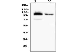 Western blot analysis of CD43 using anti-CD43 antibody (ABIN7601042). (CD43 抗体  (AA 272-400))