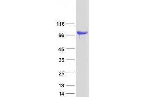 Western Blotting (WB) image for PDZ Domain Containing 1 (PDZK1) protein (Myc-DYKDDDDK Tag) (ABIN2728618)