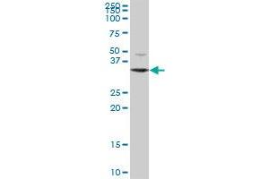 DECR2 MaxPab polyclonal antibody. (DECR2 抗体  (AA 1-292))