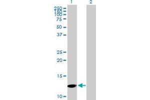 Western Blot analysis of PFN4 expression in transfected 293T cell line by PFN4 MaxPab polyclonal antibody. (Profilin 4 抗体  (AA 1-129))