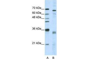Western Blotting (WB) image for anti-serine/arginine-Rich Splicing Factor 1 (SRSF1) antibody (ABIN2462231) (SRSF1 抗体)