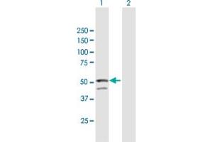 Western Blot analysis of GNAL expression in transfected 293T cell line by GNAL MaxPab polyclonal antibody. (GNAL 抗体  (AA 1-458))