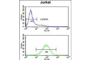 Flow cytometry analysis of Jurkat cells (bottom histogram) compared to a negative control cell (top histogram). (PLCL1 抗体  (N-Term))