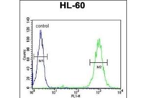 BLM Antibody (C-term) (ABIN651053 and ABIN2840049) flow cytometric analysis of HL-60 cells (right histogram) compared to a negative control cell (left histogram). (BLM 抗体  (C-Term))