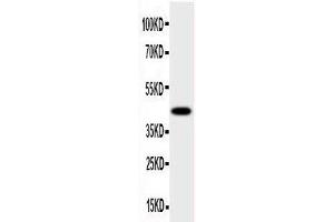 Anti-HSD17B2 antibody, Western blotting All lanes: Anti HSD17B2  at 0. (HSD17B2 抗体  (C-Term))