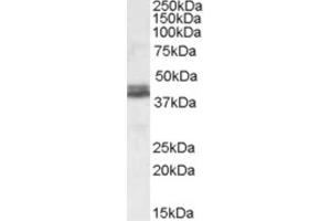 Western Blotting (WB) image for anti-NudE Nuclear Distribution E Homolog (A. Nidulans)-Like 1 (NDEL1) (Internal Region) antibody (ABIN2466771) (NDEL1 抗体  (Internal Region))