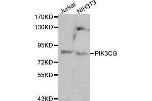 Western blot analysis of Jurkat and Hela cell lines, using PIK3CG antibody.
