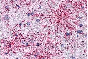 ABIN184629 (5µg/ml) staining of paraffin embedded Human Cortex. (BAIAP2 抗体  (C-Term))