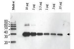 Image no. 1 for anti-ULP1 (ULP1) antibody (ABIN299496) (ULP1 抗体)