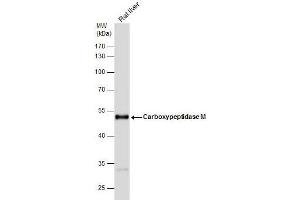 WB Image Carboxypeptidase M antibody [N1C2] detects Carboxypeptidase M protein by western blot analysis. (CPM 抗体)