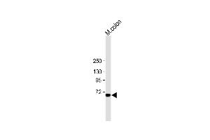 All lanes : Anti-ESRP1 Antibody (N-term) at 1:1000 dilution Lane 1: mouse colon tissue lysate Lysates/proteins at 20 μg per lane. (ESRP1 抗体  (AA 182-211))