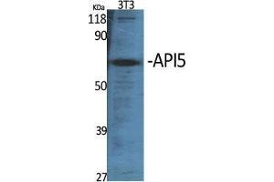 Western Blot (WB) analysis of specific cells using API5 Polyclonal Antibody. (Apoptosis Inhibitor 5 抗体  (C-Term))