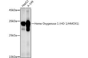 Western blot analysis of extracts of various cell lines, using Heme Oxygenase 1 (HO-1/HMOX1) antibody (ABIN6131781, ABIN6141881, ABIN6141883 and ABIN6215065) at 1:1000 dilution. (HMOX1 抗体  (AA 1-288))