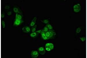 Immunofluorescence (IF) image for anti-Cleavage and Polyadenylation Specific Factor 6, 68kDa (CPSF6) (AA 186-226) antibody (ABIN7147925)