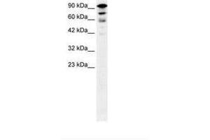 KIF5A 抗体  (AA 657-706)