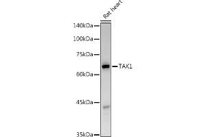 Western blot analysis of extracts of Rat heart, using T antibody (ABIN6130537, ABIN6143503, ABIN6143504 and ABIN6215581) at 1:500 dilution. (MAP3K7 抗体  (AA 300-470))