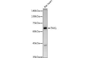 Western blot analysis of extracts of Rat heart, using T antibody (ABIN6130537, ABIN6143503, ABIN6143504 and ABIN6215581) at 1:500 dilution.