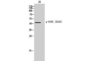 Western Blotting (WB) image for anti-NUDC (pSer326) antibody (ABIN3182705) (NUDC 抗体  (pSer326))