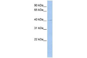 WB Suggested Anti-TEAD4 Antibody Titration: 0.