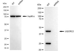 Western blotting analysis using UQCRC2 antibody (ABIN7800703). (Recombinant UQCRC2 抗体)