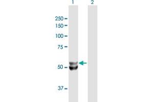 Western Blot analysis of UQCRC1 expression in transfected 293T cell line by UQCRC1 MaxPab polyclonal antibody. (UQCRC1 抗体  (AA 1-480))