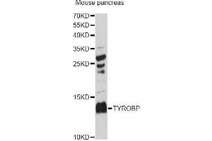 Western blot analysis of extracts of mouse pancreas, using TYROBP Antibody (ABIN5973118) at 1:3000 dilution. (TYROBP 抗体)
