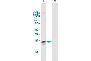 Western Blot analysis of LY6D expression in transfected 293T cell line by LY6D MaxPab polyclonal antibody. (LY6D 抗体  (AA 1-128))