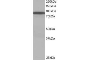 Western Blotting (WB) image for anti-Vacuolar Protein Sorting 35 (VPS35) (C-Term) antibody (ABIN185182)