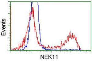 HEK293T cells transfected with either RC221953 overexpress plasmid (Red) or empty vector control plasmid (Blue) were immunostained by anti-NEK11 antibody (ABIN2453346), and then analyzed by flow cytometry. (NEK11 抗体)