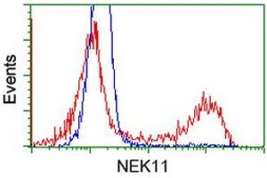 HEK293T cells transfected with either RC221953 overexpress plasmid (Red) or empty vector control plasmid (Blue) were immunostained by anti-NEK11 antibody (ABIN2453346), and then analyzed by flow cytometry. (NEK11 抗体)