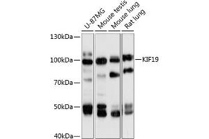 Western blot analysis of extracts of various cell lines, using KIF19 antibody (ABIN6132123, ABIN6142859, ABIN6142860 and ABIN6218018) at 1:3000 dilution. (KIF19 抗体  (AA 1-300))