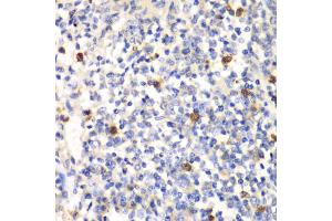 Immunohistochemistry of paraffin-embedded mouse spleen using PSMD7 antibody (ABIN1876544) at dilution of 1:100 (40x lens). (PSMD7 抗体)