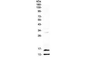 Western blot testing of rat spleen lysate with Pf4 antibody at 0. (PF4 抗体)