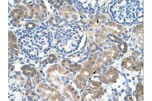 Image no. 1 for anti-Solute Carrier Family 38 Member 4 (SLC38A4) (AA 381-430) antibody (ABIN203468) (SLC38A4 抗体  (AA 381-430))