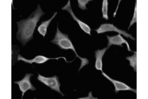 Immunofluorescent staining of HeLa (ATCC CCL-2) cells. (EIF5A 抗体  (AA 58-154))
