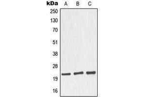 Western blot analysis of Nop30 expression in MCF7 (A), HeLa (B), mouse brain (C), rat brain (D) whole cell lysates. (NOL3 抗体  (C-Term))