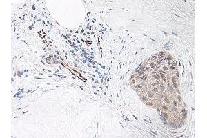 Image no. 1 for anti-Interleukin 33 (IL33) antibody (ABIN465633) (IL-33 抗体)