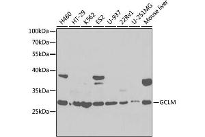 Western blot analysis of extracts of various cell lines, using GCLM antibody (ABIN6131696, ABIN6141018, ABIN6141020 and ABIN6218184) at 1:1000 dilution. (GCLM 抗体  (AA 1-274))